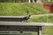 Western Jackdaw On A Picnic Table