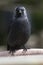 Western Jackdaw sits on a chair