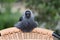 Western jackdaw sitting on top of a chair