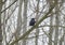 Western jackdaw sitting on the tree branch