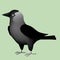 Western Jackdaw vector illustration