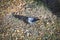 Western Jackdaw Walking on Grass