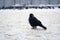 Western Jackdaw on winter snow. Black Jackdaw bird