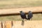 Western jackdaws