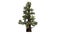 Western Juniper tree