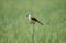 Western King Bird on Fence