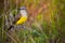 Western Kingbird