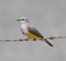 Western Kingbird perched on barbed wire and scanning for insects