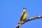 Western Kingbird Tyrannus verticalis