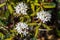 Western Labrador Tea Flowers