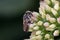 Western Leafcutter Bee on Sedum flower