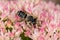 Western Leafcutter Bee on Sedum flower