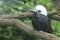 Western long-tailed hornbill