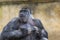 A western lowland female gorilla standing facing forward