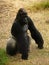 Western Lowland Gorilla