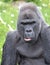 Western Lowland Gorilla