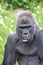 Western Lowland Gorilla