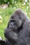 Western Lowland Gorilla