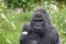 Western Lowland Gorilla