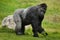 Western lowland gorilla