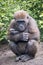 Western Lowland Gorilla