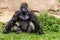 Western Lowland Gorilla