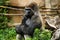 Western Lowland Gorilla