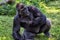 Western Lowland Gorilla