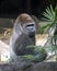 Western lowland gorilla