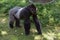 Western Lowland Gorilla