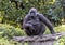 Western lowland gorilla with baby, Dallas Zoo