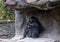 Western lowland gorilla with baby, Dallas Zoo