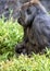 Western lowland gorilla with baby, Dallas Zoo