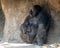 Western lowland gorilla with baby, Dallas Zoo