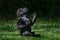 Western Lowland Gorilla Baby II