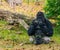 Western lowland gorilla in closeup chewing a tree branch, critically endangered animal specie from Africa