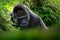 Western lowland gorilla, detail head portrait with beautiful eyes. Close-up photo of wild big black monkey in the forest, Gabon, A