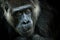 Western lowland gorilla, detail head portrait with beautiful eyes. Close-up photo of wild big black monkey in the forest, Gabon, A