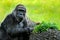 Western lowland gorilla, detail head portrait with beautiful eyes. Close-up photo of wild big black monkey in the forest, Gabon,