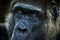 Western lowland gorilla, detail head portrait with beautiful eyes. Close-up photo of wild big black monkey in the forest, Gabon,