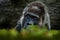 Western lowland gorilla, detail head portrait with beautiful eyes. Close-up photo of wild big black monkey in the forest, Gabon,