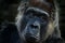 Western lowland gorilla, detail head portrait with beautiful eyes. Close-up photo of wild big black monkey in the forest, Gabon,