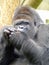 Western lowland gorilla eating at Jersey Zoo