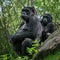 Western Lowland Gorilla Family