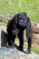 Western Lowland Gorilla Female  606444