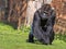 Western Lowland Gorilla, Gorilla g.gorila, adult male Silver back