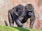 Western Lowland Gorilla, Gorilla g. gorila, wears a cub on her back