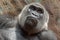 Western Lowland Gorilla - Gorilla gorilla