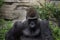 Western Lowland Gorilla Gorilla Gorilla