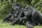 Western lowland gorilla, Gorilla gorilla